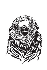 Graphical portrait of  fur seal on white background,vector illustration.Mammal animal