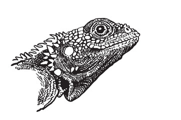 Graphical illustration of iguana portrait on white background, vector illustration
