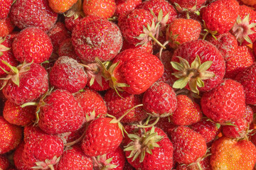 Reife Erdbeeren, dunkelrot leuchtend, saftig und süß! Einfach köstlich, weil selbst auf dem Feld, im Garten oder auf dem Balkon angebaut. Nach der Ernte kurz mit Wasser abgespült und frisch genießen.