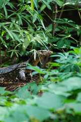 snake in the grass