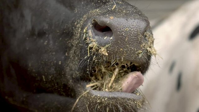 Cow chewing the stover.  Close-up to mouth slow motion.