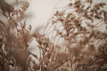 Defocused Dried brown flower bouquet in vintage concept. 