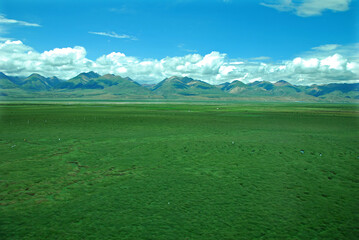 Tibet green grassland and snowy mountains