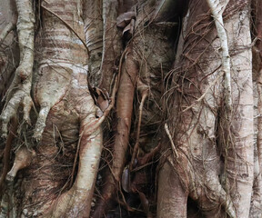 Closed up image on the vines were tightly intertwined show textured with the old trunk of big tree in tropical deep forest. - 756301995