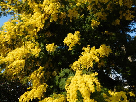 mimosa nel mese di marzo in fiore