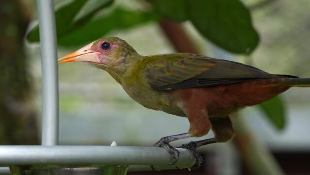 Close up shot of a green oropendola, psarocolius viridis perched on the edge of bowl feeder, feeding and eating the food.