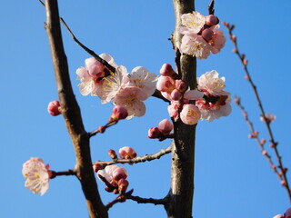 fiore albicocca in primavera