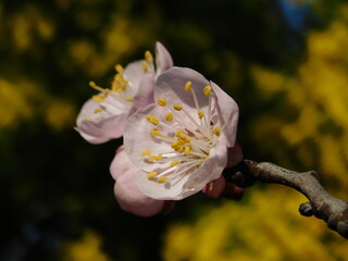 fiore albicocca in primavera