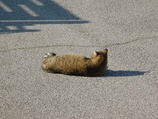 gatto randagio in strada