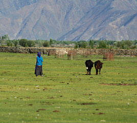 Tibetan cattle herders