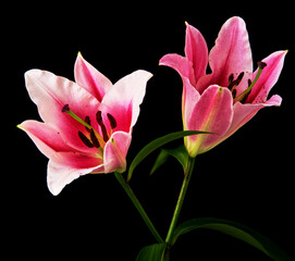 lily flower growing on a black background