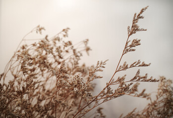 Dried brown flower bouquet in vintage concept. 