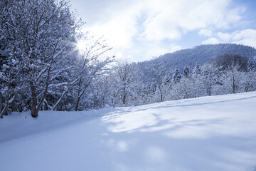 雪を被った樹木の並んだ雪山の風景 鳥取県 氷ノ山