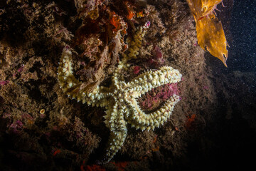 Starfish clinging to rock, Pembrokeshire coast