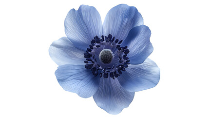close up of blue flower. isolated on white background.png