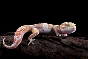 Eublepharis macularius Albino rainwater closeup on isolated background, Leopard gecko 