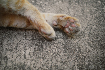 Close up dirty paws of cat.