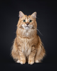 Gorgeous black amber Norwegian Forestcat cat, sitting up facing front. Looking straight towards camera with green eyes. Isolated on a black background.