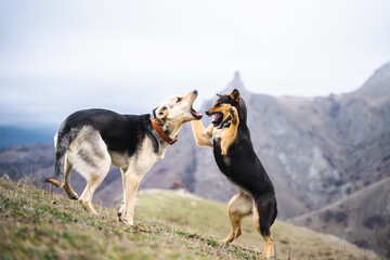 Two active funny dogs playing together in the mountains, domestic pets fighting with each other...