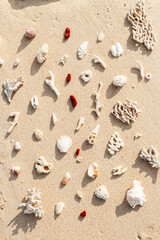 Creative pattern with Seashells and corals on sandy beach at sunlight. Summer vacation concept, beach mood. Nautical Top view minimal aesthetics still life composition on ocean shore. Nature color