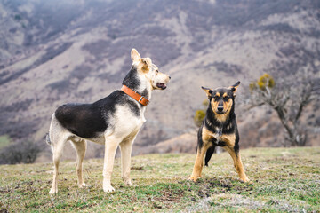 Two dogs standing in the mountains view, funny dog, climbing dog, hiking with dogs, landscape with a pet