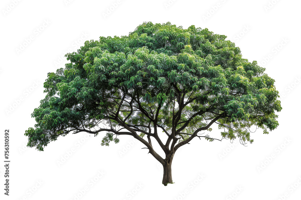 Poster a group of isolated trees