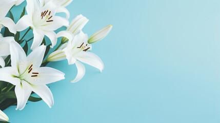 Fototapeta na wymiar Beautiful white lily flowers on light blue backgroud