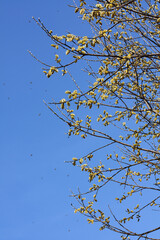 bee collects pollen on a yellow spring flower. willow branch with yellow spring flowers. delicate willow flowers in spring. Active work of bees to collect pollen. lot of pollen and nectar.