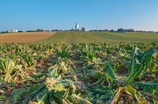 Looking up the harvested cabbage field near Joss Bay Kent