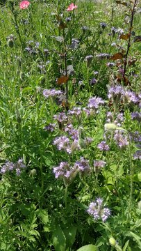 Natural wildflowers in british park, spring