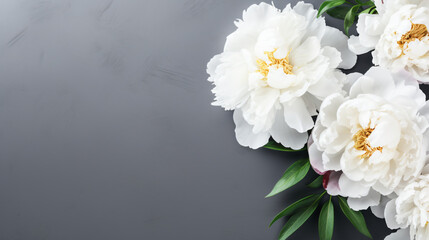 Fototapeta na wymiar Beautiful white peony flowers on a grey background
