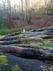 Pile of fallen logs in ancient English forest
