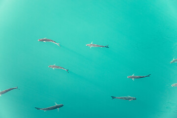 group of fish swimming through blue water