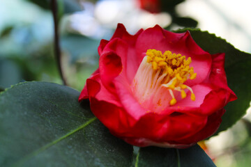 fresh red camellia flowers close-up