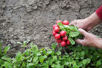 Man's hands holding a radish in the vegetable garden
