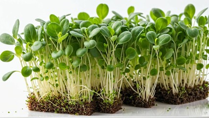 Fototapeta na wymiar growing microgreens