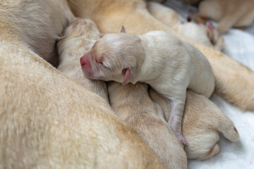 Newborn blonde Labrador Retriever puppies.