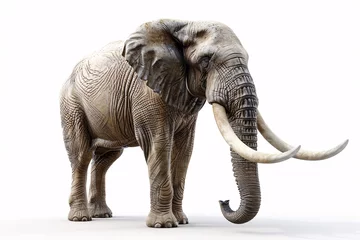 Foto op Aluminium an elephant with tusks on its tusks © Mariana