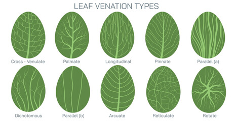 leaf venation types vector. Types of Venation in leaf and stoma. Botany and its branches students study material. Anatomy and cross section image. realistic Illustrated guide to leaf venation types.