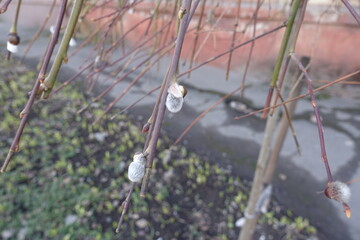 Pair of catkins on branch of pussy willow in March
