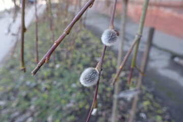Two catkins on branch of pussy willow in March