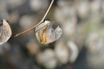 Apple of Peru seeds