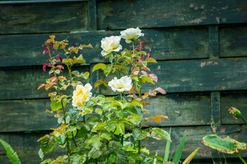 Fototapeta na wymiar A rose bush with beautiful yellow blossoms in the rain against a rustic background. Retro style