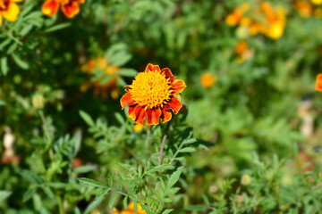 French marigold flower