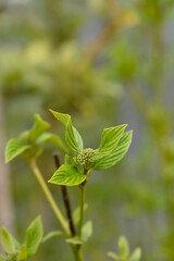 Red osier Dogwood Flaviramea flower buds