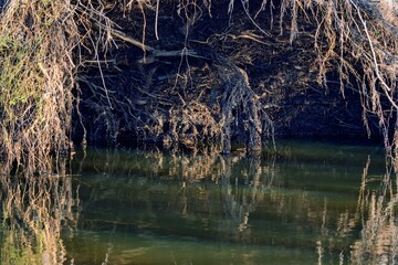 Roots of a fallen tree in the water. Close-up.