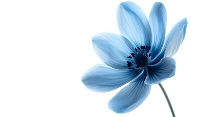 close up of blue flower isolated on white background. png - Powered by Adobe