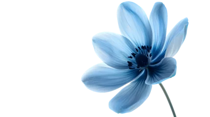 Wandcirkels aluminium close up of blue flower isolated on white background. png © asma