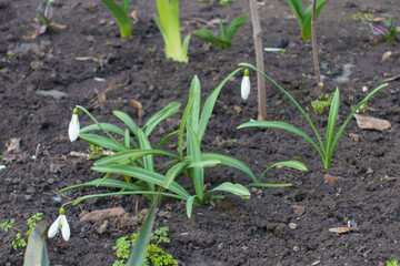 Small white flowers of three snowdrops in April