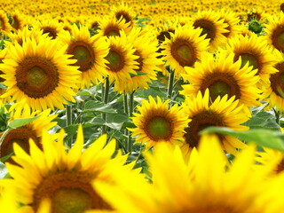 Yellow color : endless rows of sunflowers blooming in agricultural field in July. background photo - obrazy, fototapety, plakaty